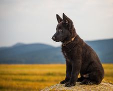 Young German Shepherd Stock Photo