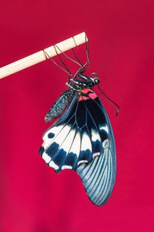 Great Mormon &x28;Papilio Memnon Agenor&x29; Butterfly Stock Images Great Mormon &x28;Papilio Memnon Agenor&x29; Butterfly Stock Images
