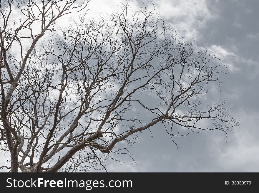 Dead tree without leaves on gray background. Dead tree without leaves on gray background