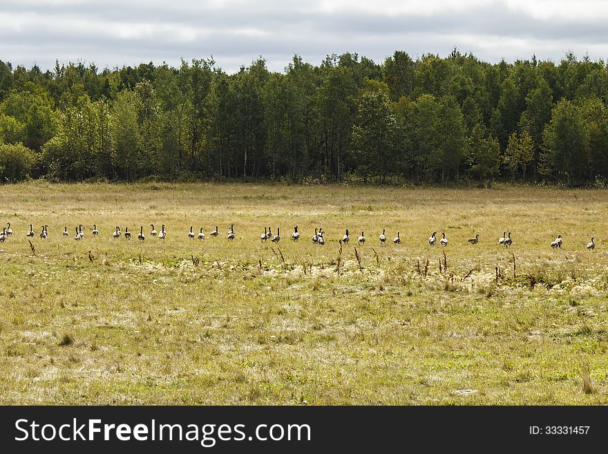 A flock of geese walking across a pasture with pine trees in the background