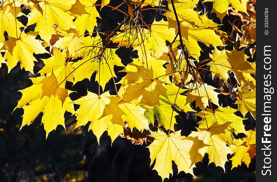 Sunlight on autumn maple yellow leaves. Sunlight on autumn maple yellow leaves