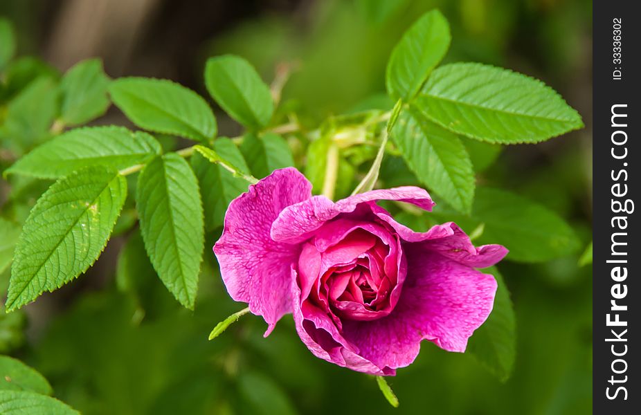 Unblown bud of a dogrose (RÃ³sa). Unblown bud of a dogrose (RÃ³sa)