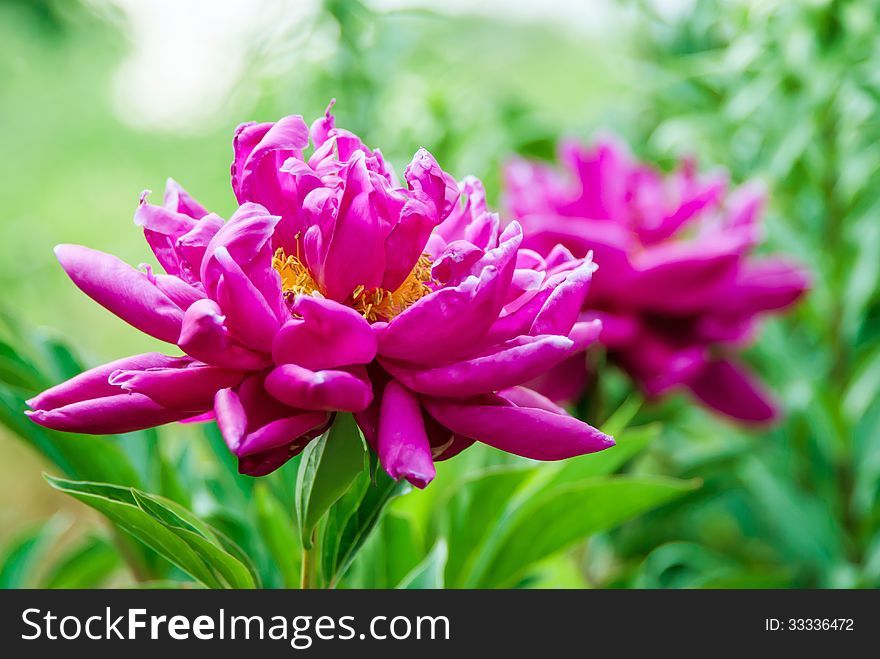 The dismissed flower of a dogrose on an indistinct background. The dismissed flower of a dogrose on an indistinct background