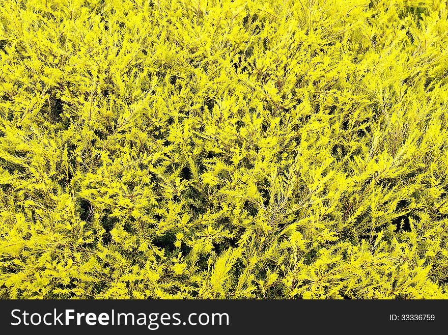 Fresh Yellow Leaves