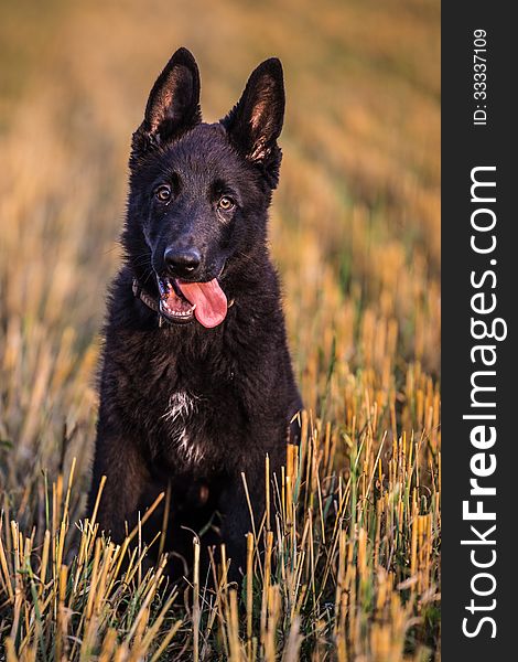 Young German shepherd in the field