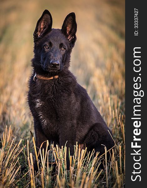 Young German shepherd in the field