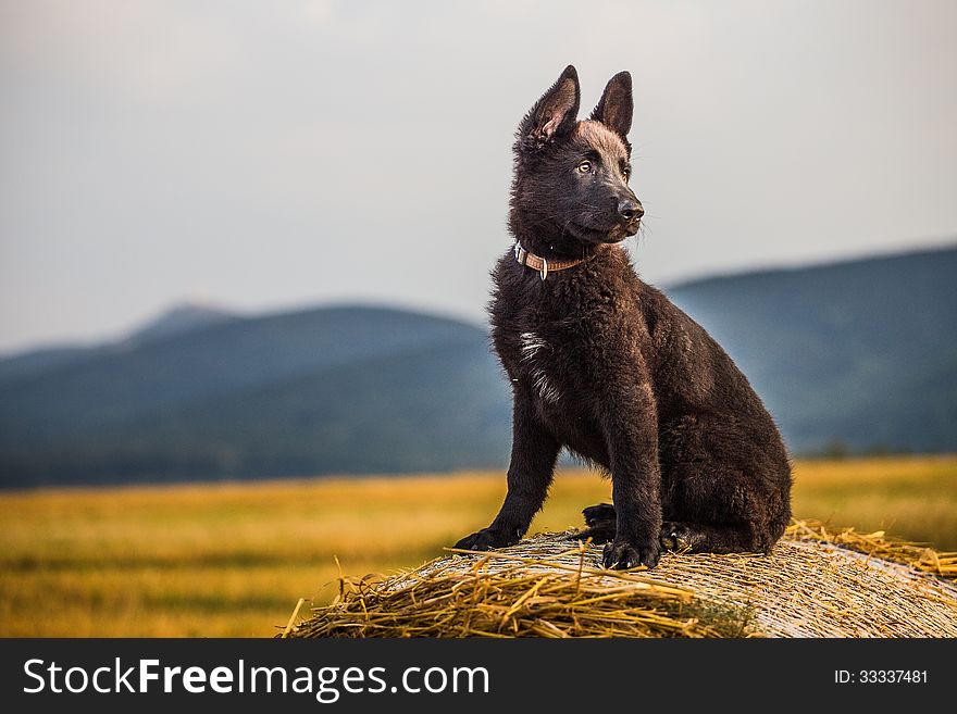 Young German shepherd in the field