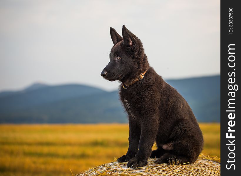 Young German shepherd in the field