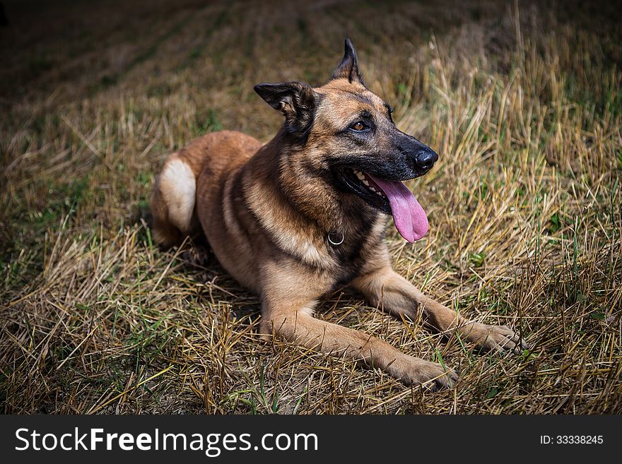 German shepherd in the field