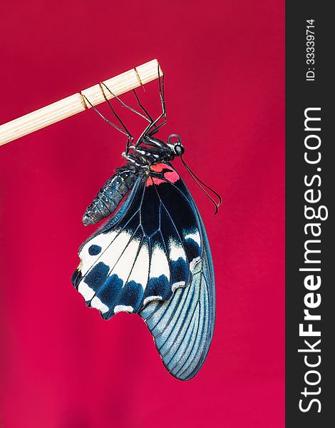Great Mormon &x28;Papilio memnon agenor&x29; butterfly