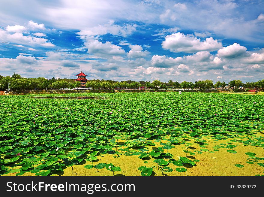 The beautiful lotus pond