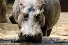 Hippo Royalty Free Stock Photos