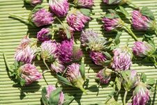 Clover Flowers Stock Photo
