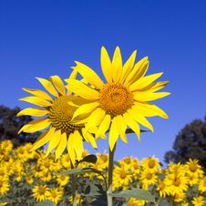 Sunflower Field Stock Photography