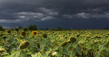 Sunflower With Storm Stock Photo Sunflower With Storm Stock Photo