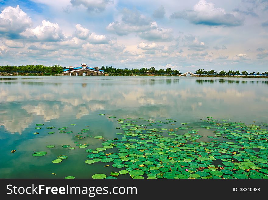 The water lilies