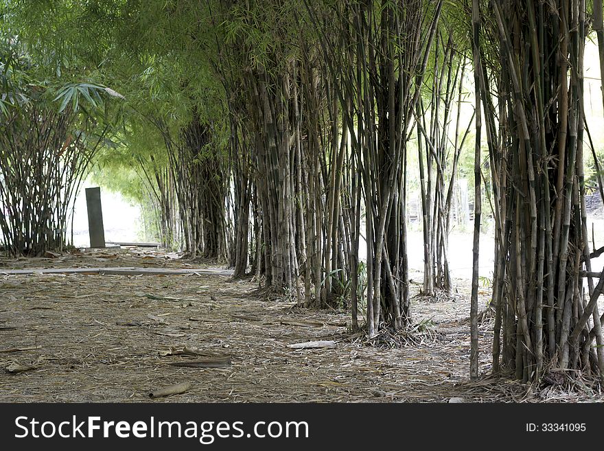 Row of bamboo tree in park. Row of bamboo tree in park