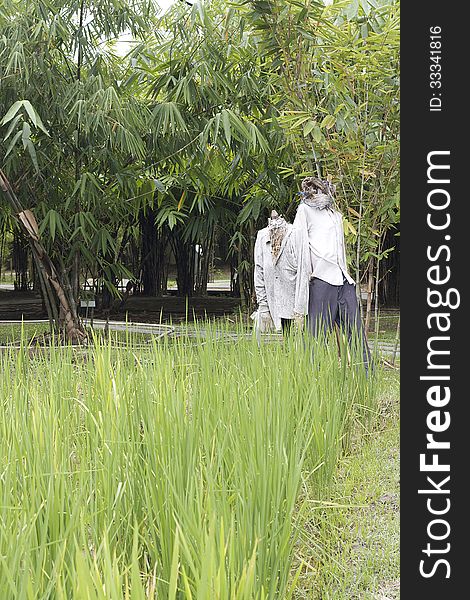 Two scarecrow in rice field