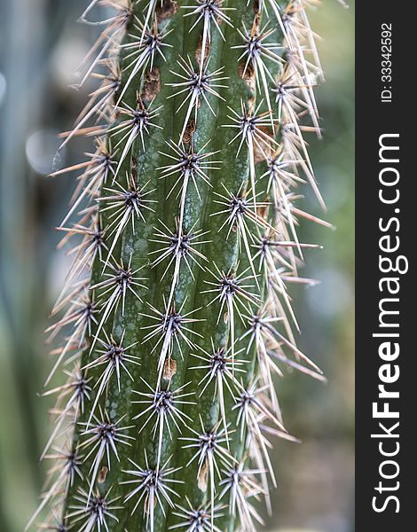 Closeup of a cactus with long spikes.