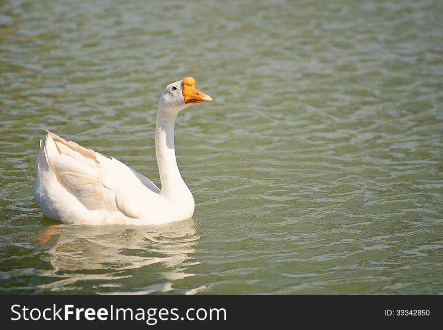 A swan swimming in a pond