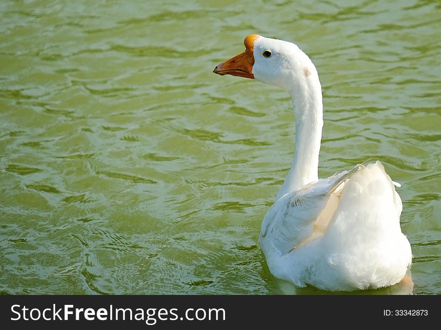 A swan swimming in a pond