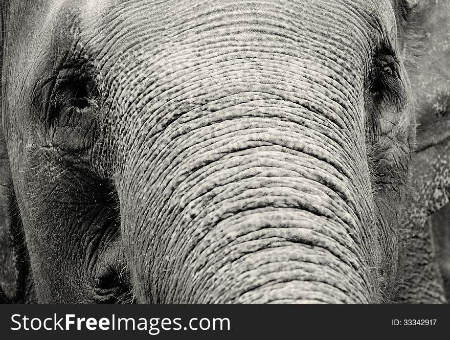 The elephant close-up photograph