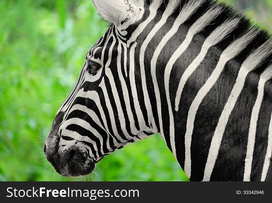 The zebra's back and tail