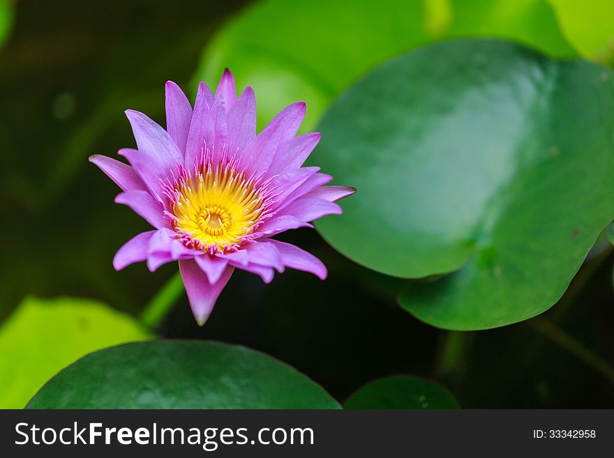 Lotus Purple color of Thailand