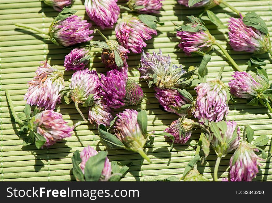 Drying of flowers of a clover in a sunny day. Drying of flowers of a clover in a sunny day