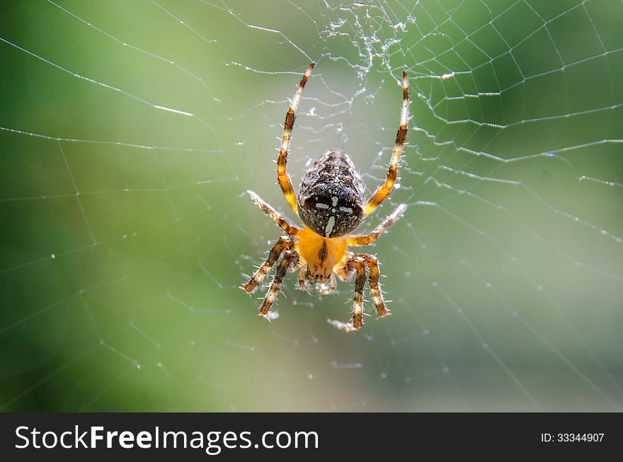 Cross spider sitting on the web. Cross spider sitting on the web.