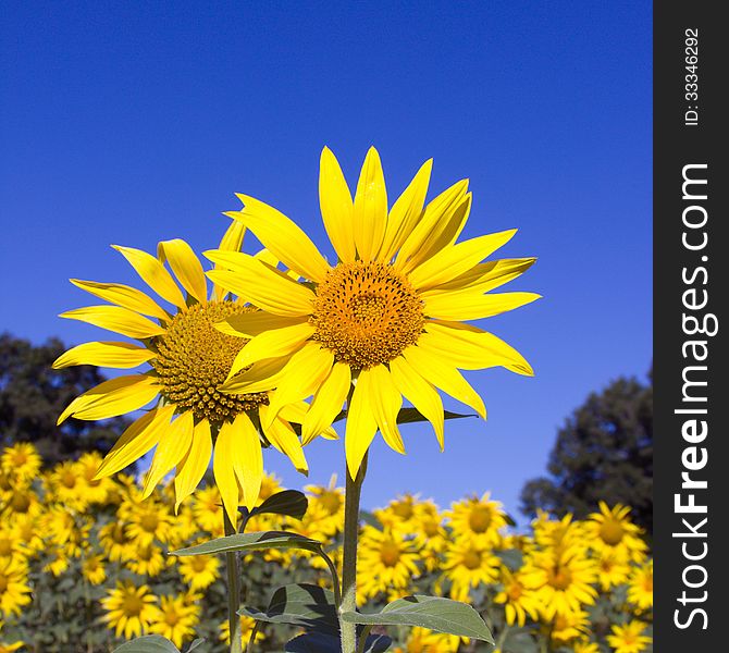 Beautiful sunflower field against a blue sky