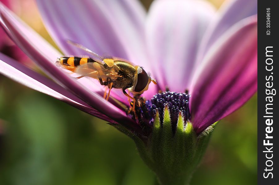 Hoverfly in colorful midsummer flower macro closeup. Hoverfly in colorful midsummer flower macro closeup