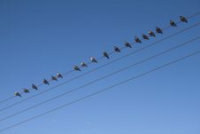 Birds On A Wire Royalty Free Stock Photo