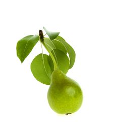 Green Pear Leaves Royalty Free Stock Photo