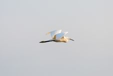 Large White Egret Swamp Bird Flying Royalty Free Stock Photo