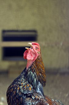 Chicken Singing Royalty Free Stock Photography