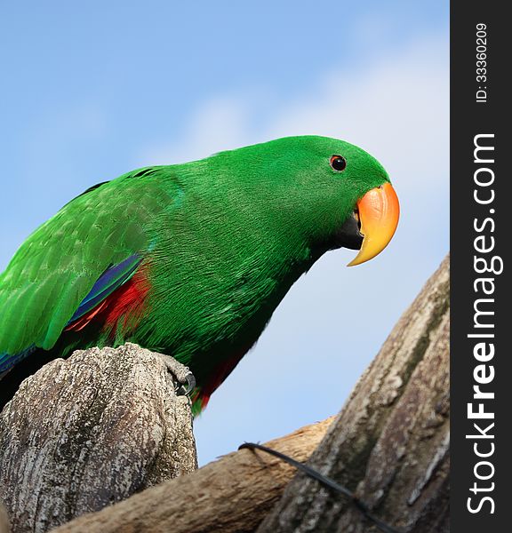 Green parrot on blue sky