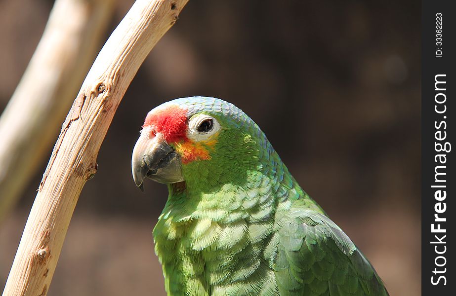A Delightful Green Crested Amazon Parrot Bird.