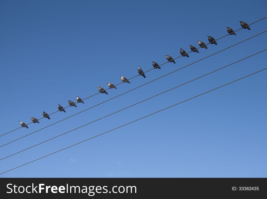 Birds sat on a telephone cable against a blue sky. There is room for editorial on the image and represents communication in more ways than one. Birds sat on a telephone cable against a blue sky. There is room for editorial on the image and represents communication in more ways than one.