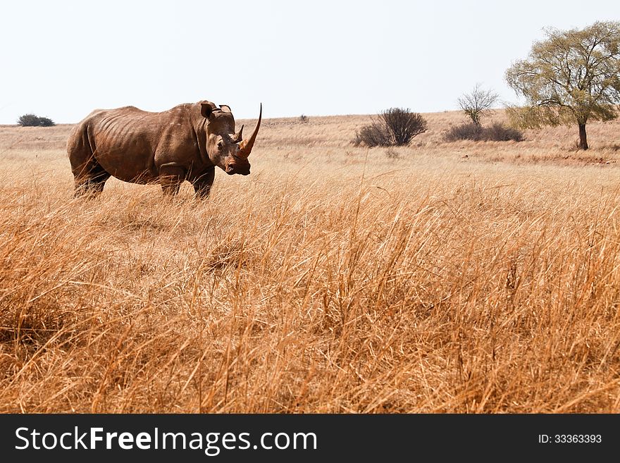 White rhinoceros in bushveld, south africa