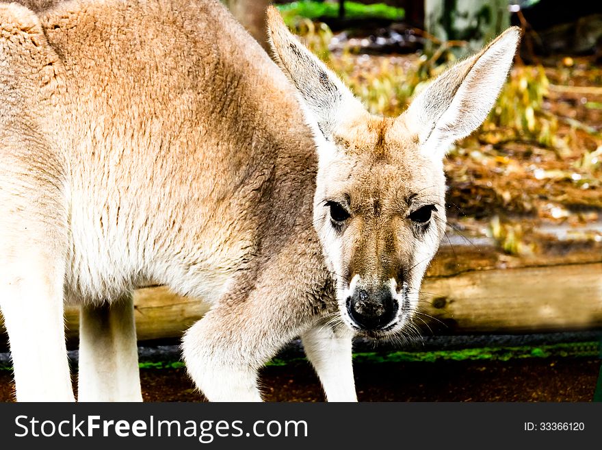 Close up of a Kangaroo face.