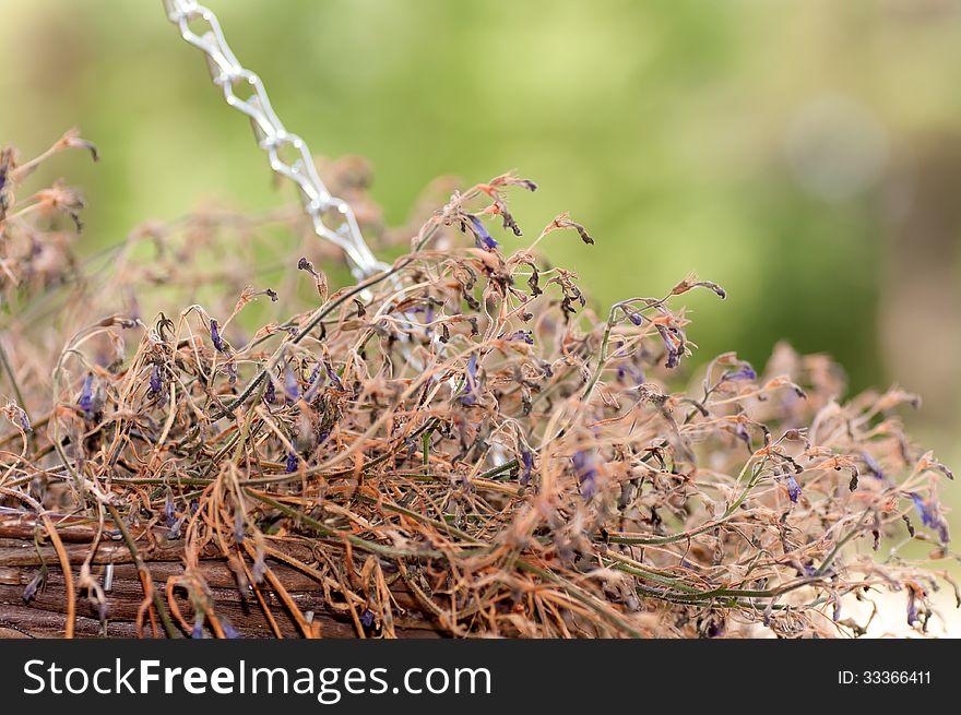 Dried flowers in a basket on the street