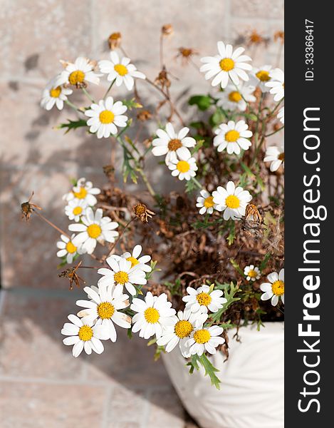 Flowers Of A Camomile Chemist S