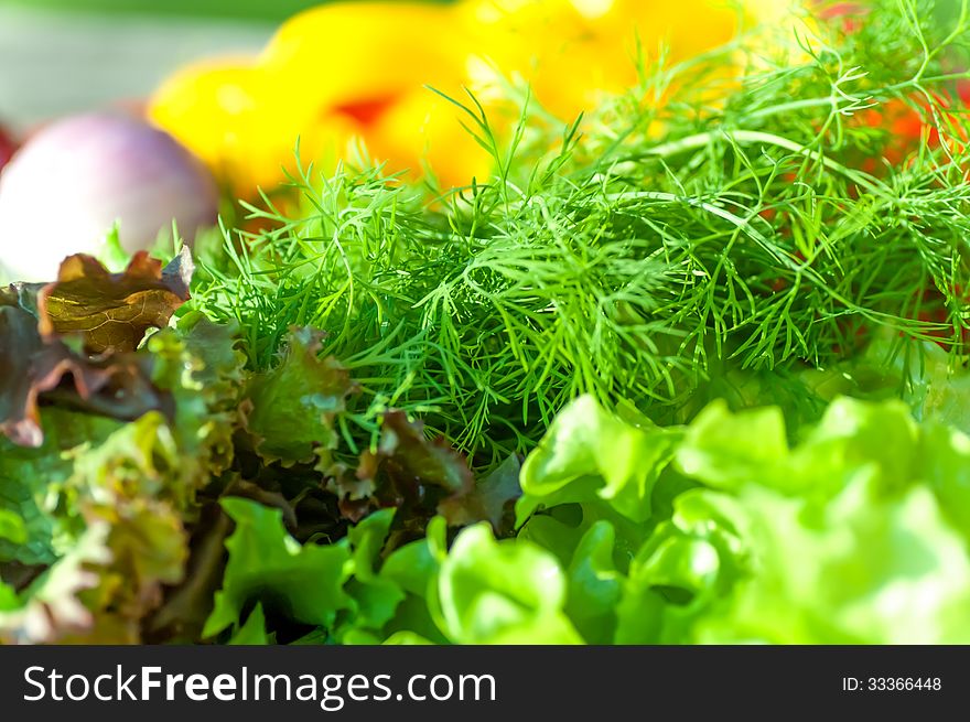 The background dill and lettuce closeup