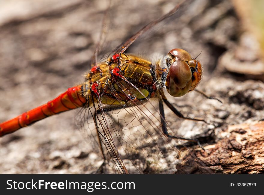 Dragonfly at rest - Sympetrum vulgatum