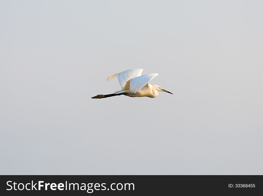 Large white egret swamp bird flying through the sky