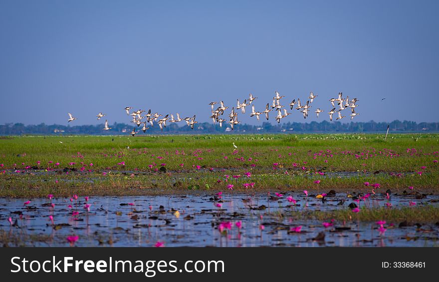 Migration of birds flying over swamp field