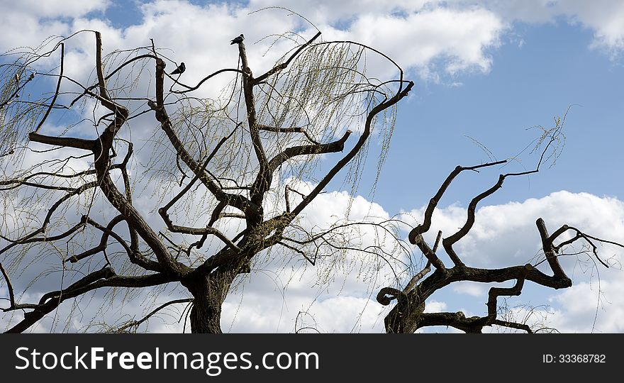 Crows using a pruned weeping willow for observation