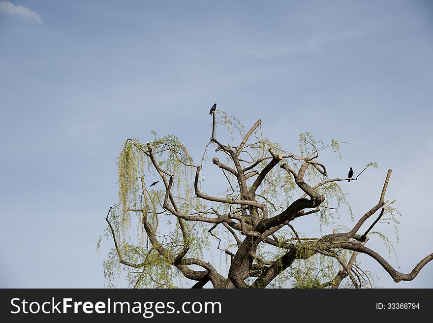 Pruned weeping willow