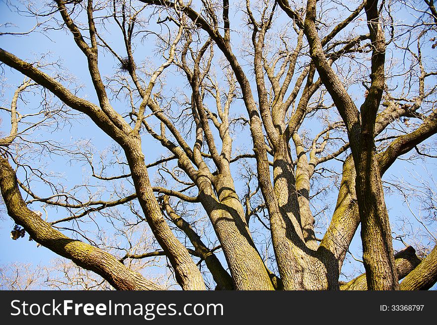 Mighty oak with many bare-branched limbs in the evening sun on a warm springtime day in front of blue sky